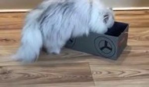 Ce chat ADORE sa balade en boite à chaussures