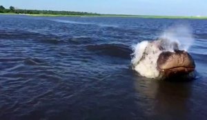 Le moment terrifiant où un Hippopotame charge un bateau