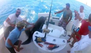Une otarie s'invite sur un bateau pour manger du poisson