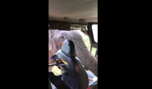 Effrayant : quand tu te fais attaquer par un éléphant pendant un safari