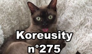 Koreusity n°275