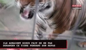 Un conseil : ne jamais déranger un tigre qui mange (Vidéo)