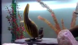 Ce poisson globe devient fou et pulvérise un crabe dans son aquarium