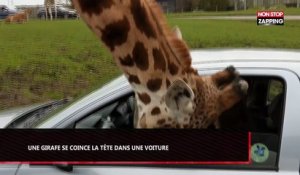 Une femme coince la tête d’une girafe en relevant la vitre de sa voiture (Vidéo)