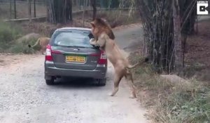 Un lion en colère s'en prend à une voiture... Chaud