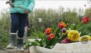 Des tulipes pour faire face au cancer