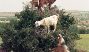 Maroc : des chèvres perchées au sommet des arbres
