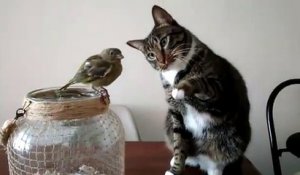Ce chat adorable fait un petit calin à un oiseau