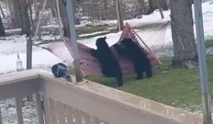 2 ours s'éclatent sur un Hamac en plein jardin !