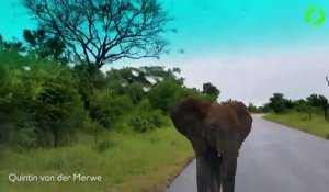 Ce jeune éléphant se prend pour Gandalf : tu ne passeras pas