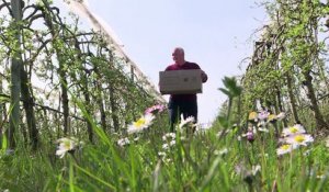 Des abeilles solitaires volent au secours des vergers français