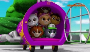 Paw Patrol : la Pat'Patrouille | Les chatons | NICKELODEON JUNIOR