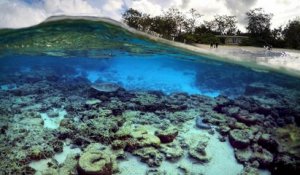 Grande Barrière de corail : une hécatombe "catastrophique"