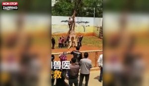 Chine : Une girafe se retrouve le cou bloqué dans un arbre (Vidéo)