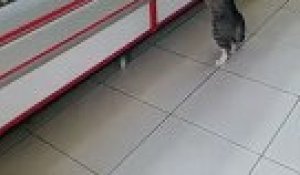 Turquie : Un chat dans une boucherie fait ses courses  !