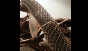Un serpent black mamba change de peau : magnifique
