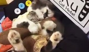 Sieste d'un Hamster avec... un chat !