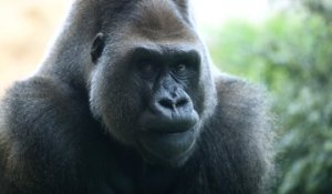 Au zoo d'Amnéville, recyclage des smartphones rime avec préservation des gorilles