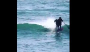 Un homme en paddle board mis KO par un dauphin