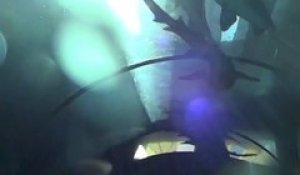 Ce toboggan incroyable passe sous un aquarium, entre les raies, requins et autres animaux marins incroyables