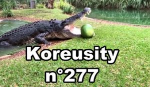 Koreusity n°277