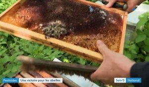 Environnement : la victoire des apiculteurs après l'interdiction de trois néocotinoïdes