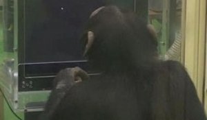La mémoire des chimpanzés II
