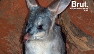 Le bilby, un petit marsupial australien en danger