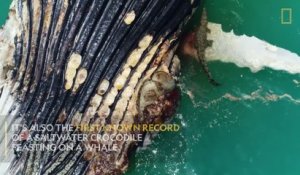 Un crocodile et un grand requin blanc dévorent la carcasse d'une baleine.