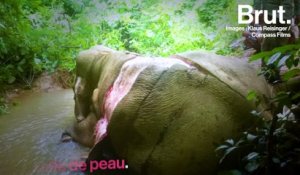 Le trafic de peau : une nouvelle menace pour les éléphants