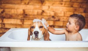 6 raisons bénéfiques d'adopter un chien