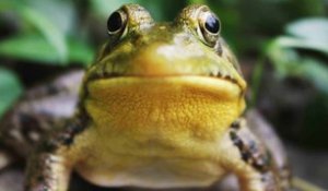 Comment prendre soin de sa grenouille ?