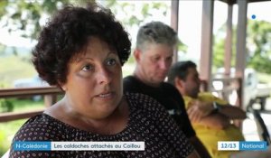 Nouvelle-Calédonie : les Caldoches sont attachés à la République française