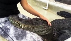 Cet alligator adore les câlins sur la tête... Un vrai petit chien