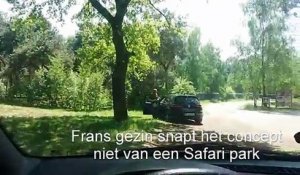 Des touristes français sortent de leur voiture pendant un safari parc (Pays-Bas)