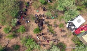 De l'Afrique du Sud au Tchad: le long voyage de 6 rhinocéros