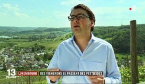 Luxembourg : des vignerons ont décidé de se passer des pesticides