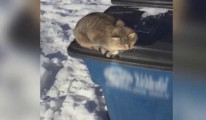 Ce Chat Tire La Langue En Dormant Sur Orange Videos