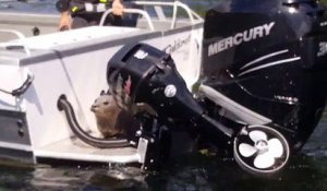 Un petit phoque grimpe dans un bateau pour échapper à une orque
