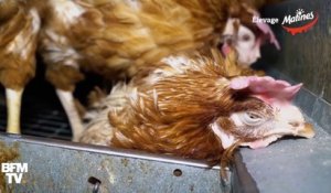 Des poules déplumées, agonisantes ou mortes. L214 révèle une nouvelle vidéo sur leurs conditions d'élevage en batterie