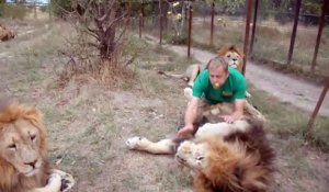 Cet homme joue avec ses lions comme si c'était de simples chats