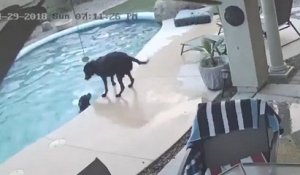Un chien sauve son ami dans une piscine