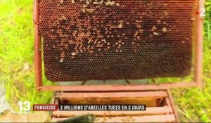 Fongicide : deux millions d'abeilles tuées en trois jours en Occitanie