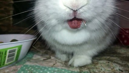 Ce Lapin Mange Vu Au Ralenti Trop Mignon Cette Petite Bouche Sur Orange Videos