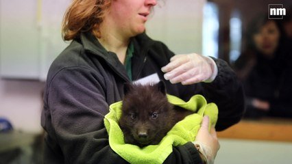 Un Bebe Loup Est Ne Au Parc Alpha Et C Est Trop Mignon Sur Orange Videos
