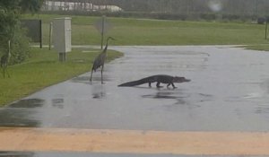 Cet alligator renonce face à 3 grues cendrées... Oiseau trop gros!