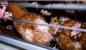 Sophie Marceau passe un appel contre l'élevage intensif de poulets pour L214 (vidéo)