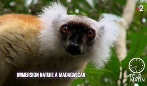 Nature - Immersion nature à Madagascar