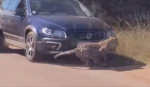 Un léopard termine sa chasse entre les voitures en pleine route sous les yeux des touristes