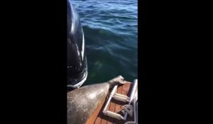 Ce que va faire ce phoque pour échapper à une orque est incroyable